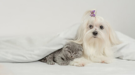 White Maltese dog and tiny kitten lying together under warm blanket on a bed at home and looking at camera. Empty space for text
