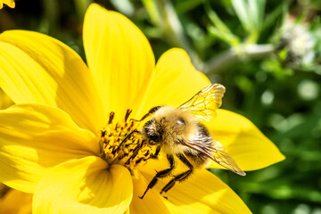 Owady jesienią w ogrodzie © Marcin