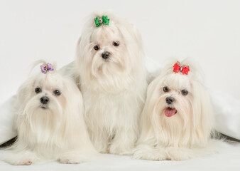 Group of Maltese dogs lying on a bed under white warm blanket at home