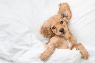 Playful cute funny English Cocker spaniel puppy lying on a bed at home before bedtime. Top down...