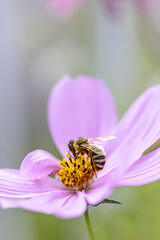 Macro Foto einer Biene beim Nektar sammeln auf einer Blume