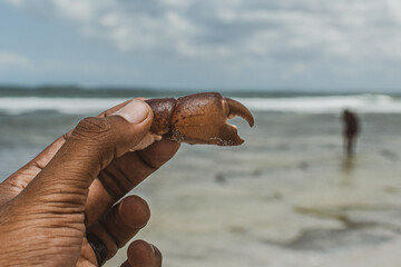 Crab claws at the beach