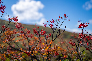 宮城県栗原市、秋田県湯沢市、雄勝郡東成瀬村、岩手県一関市にある栗駒山を紅葉の時期に登山する風景A view of climbing Mt. Kurikoma in Kurihara City, Miyagi Prefecture, Yuzawa City, Akita Prefecture, during the autumn foliage season.