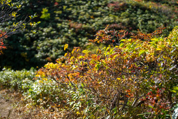 宮城県栗原市、秋田県湯沢市、雄勝郡東成瀬村、岩手県一関市にある栗駒山を紅葉の時期に登山する風景A view of climbing Mt. Kurikoma in Kurihara City, Miyagi Prefecture, Yuzawa City, Akita Prefecture, during the autumn foliage season.