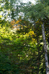 Birch tree at Monte Brè with mountains in the background on a sunny late summer morning. Photo taken September 11th, 2021, Lugano, Switzerland.