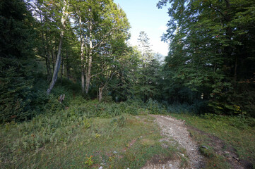 Wanderung auf den Schinder: Waldrand an der Trausnitzalm