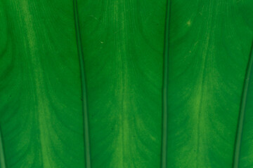 Green Leaf Texture background.