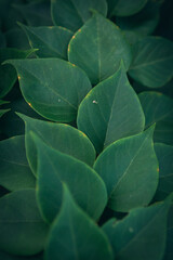 Green Leaf Texture background.