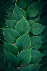 Green Leaf Texture background.