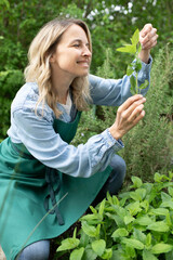 young blonde woman harvesting herbs, rosemary, mint in her garden and is happy