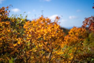 宮城県栗原市、秋田県湯沢市、雄勝郡東成瀬村、岩手県一関市にある栗駒山を紅葉の時期に登山する風景A view of climbing Mt. Kurikoma in Kurihara City, Miyagi Prefecture, Yuzawa City, Akita Prefecture, during the autumn foliage season.