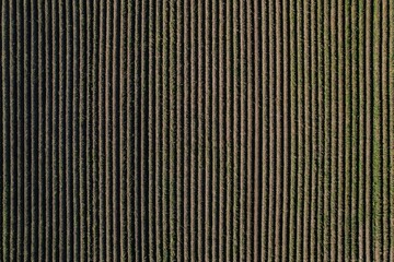 Ridge and furrow patterns in sown fertile soil on a farm, seen from above. Abstract agricultural pattern in a rural area