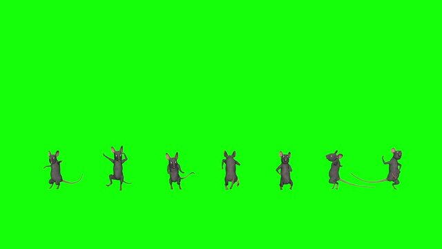 7 Funny Rats - Dancing Loop - Isolated 3D Animation - Green Screen