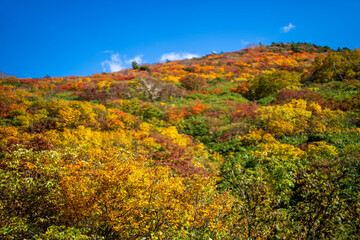 宮城県栗原市、秋田県湯沢市、雄勝郡東成瀬村、岩手県一関市にある栗駒山を紅葉の時期に登山する風景A view of climbing Mt. Kurikoma in Kurihara City, Miyagi Prefecture, Yuzawa City, Akita Prefecture, during the autumn foliage season.