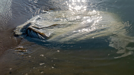 bag with garbage in the water