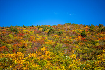 宮城県栗原市、秋田県湯沢市、雄勝郡東成瀬村、岩手県一関市にある栗駒山を紅葉の時期に登山する風景A view of climbing Mt. Kurikoma in Kurihara City, Miyagi Prefecture, Yuzawa City, Akita Prefecture, during the autumn foliage season.