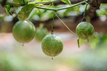 Close-up Of Unripe Passion Fruits Hanging From Vines.