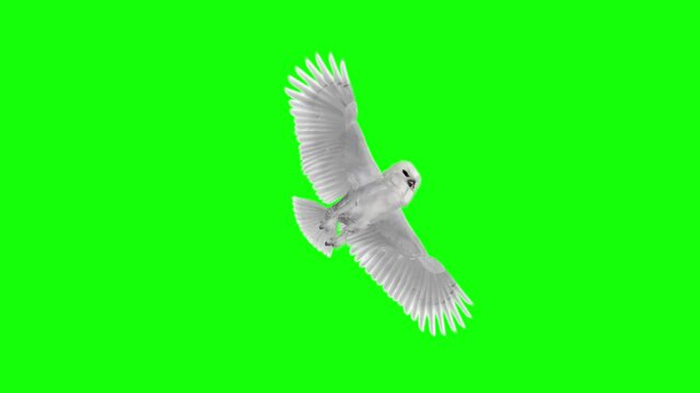 White Owl - Flying Loop - 3D Animation - Down View - Green Screen