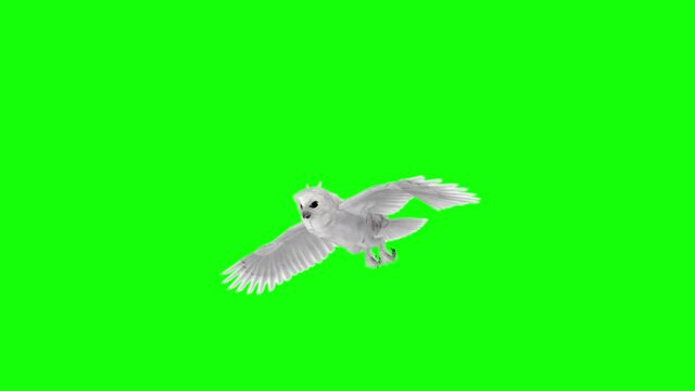White Owl - Flying Loop - 3D Animation - Side View - Green Screen