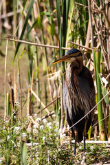 Hiding heron