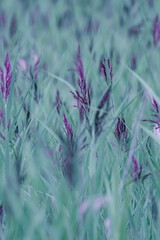 purple moor grass , molinia caerulea