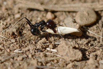 Harvester (Messor barbarus) carrying a seed