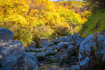 宮城県栗原市、秋田県湯沢市、雄勝郡東成瀬村、岩手県一関市にある栗駒山を紅葉の時期に登山する風景A view of climbing Mt. Kurikoma in Kurihara City, Miyagi Prefecture, Yuzawa City, Akita Prefecture, during the autumn foliage season.