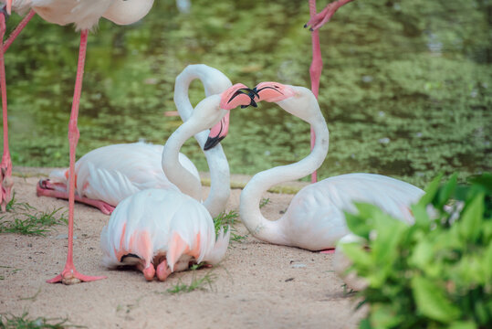 Beautiful Artistic View of Greater Flamingos Kissing Against Pastel Colors.