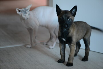 Cachorro de pastor belga junto a su hermano un gato esfinge de color blanco - obrazy, fototapety, plakaty