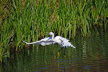 Little egret flying in to the lake to fish