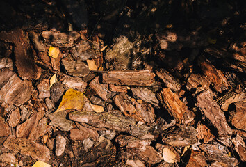 Fallen pieces of dry brown bark of an oak tree are scattered on the ground close-up.