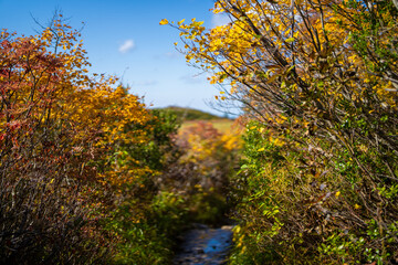 Fototapeta premium 宮城県栗原市、秋田県湯沢市、雄勝郡東成瀬村、岩手県一関市にある栗駒山を紅葉の時期に登山する風景A view of climbing Mt. Kurikoma in Kurihara City, Miyagi Prefecture, Yuzawa City, Akita Prefecture, during the autumn foliage season.