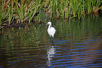 Little egret flying in to the lake to fish
