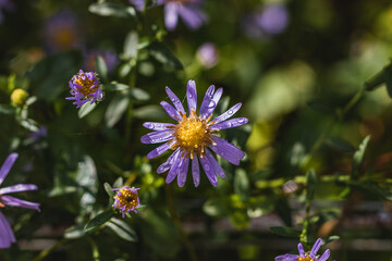 Obraz premium Small autumn pink chrysanthemums with water drops in the garden on a natural background. Blooming and decorating autumn asters. Small purple aster flowers bloom on a blurry background of green foliage