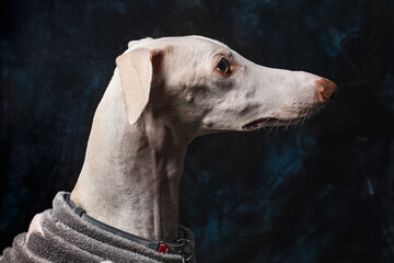 greyhound in profile on black background