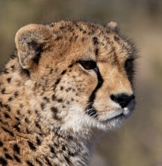Obraz na płótnie Canvas Alert Cheetah