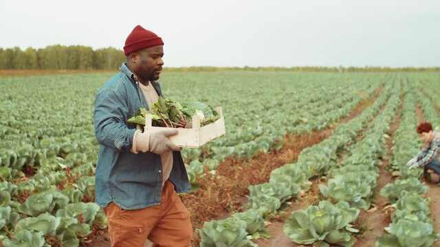 Black man in gloves carrying wooden box filled with fresh cabbage and beets and walking through farm field