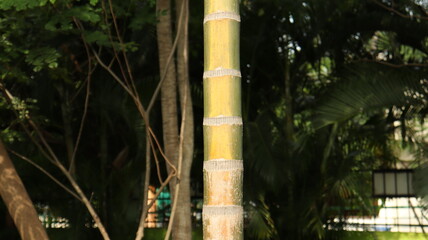 Fototapeta premium The trunk of the gourd tree and its lines