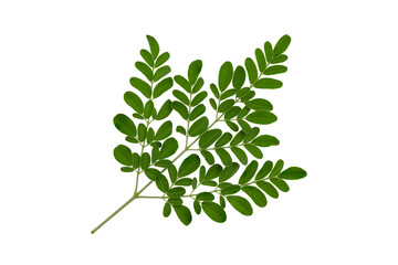 Moringa green leaves isolated on white background with clipping path.top view,flat lay.