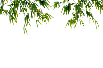Naklejka na ściany i meble Bamboo green leaves isolated on white background with clipping path.