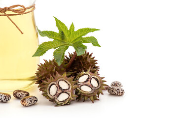 Fresh ricinus communis or castor fruits,green leaf ,seeds and oil isolated on white background.