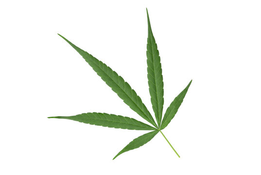 Marijuana or Cannabis ruderalis green leaf isolated on white background with clipping path.top view,flat lay.