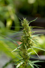 Marijuana or Cannabis ruderalis branch green leaf and flower on nature background.