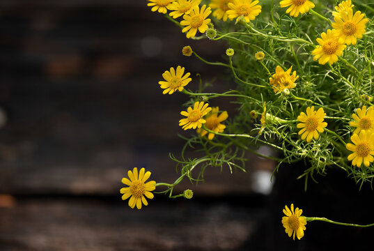Yellow Daisy flowers on tree and on nature background.