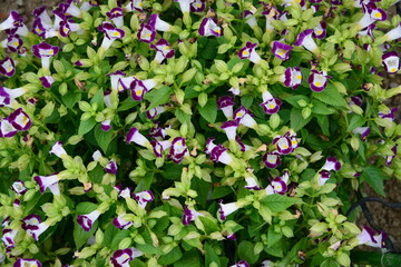 紫色の小花が庭の花壇に咲き乱れている美しい風景