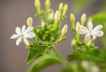 Jasmine vine or jasminum auriculatum flowers and green leaves on an old wood background.