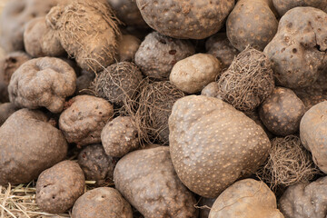 Dioscorea bulbifera, head on nature background.
