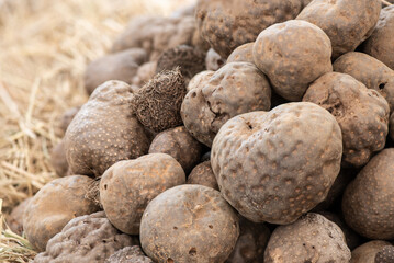 Dioscorea bulbifera, head on nature background.