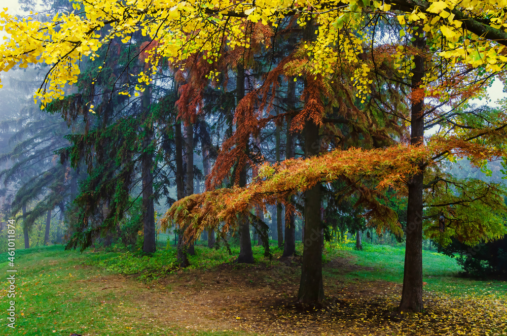 Poster Colorful autumn trees