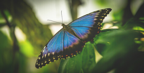 Butterfly - Flying colour's